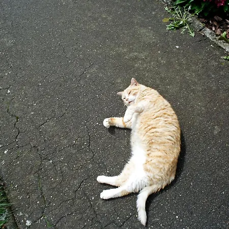 Au Coq En Pate Bed & Breakfast 3*