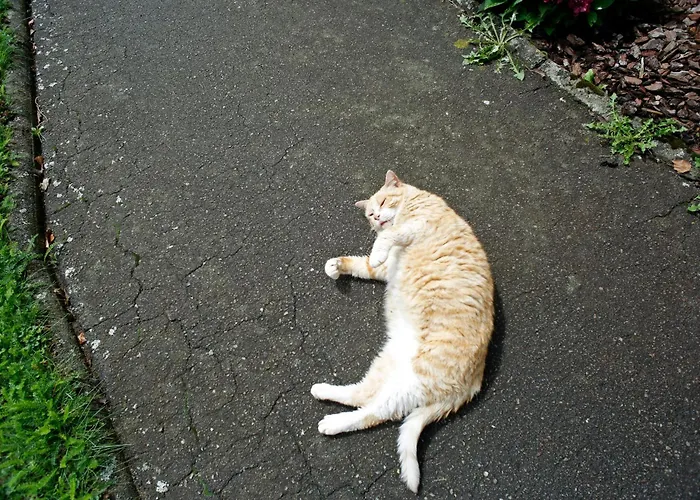 Au Coq En Pate Bed & Breakfast 3*